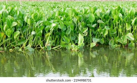 Common Water Hyacinth Or Eichhornia Crassipes