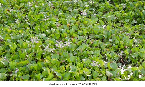 Common Water Hyacinth Or Eichhornia Crassipes