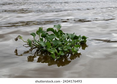 Common water hyacinth plant in a river in Sarawak Borneo Malaysia
