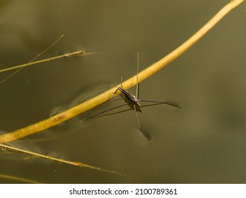 Common Water Strider Aquarius Remigis, Aquatic Insect, Water Spider