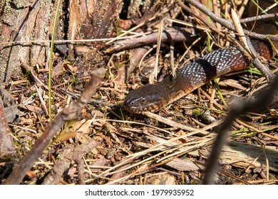 A Common Watersnake Found In The NJ Pine Barrens