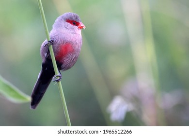 A Common Waxbill is confused for The Lone Ranger