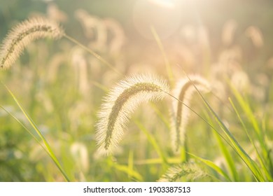 Common Weed Green Foxtail Close-up. Setaria Viridis, Green Bristlegrass