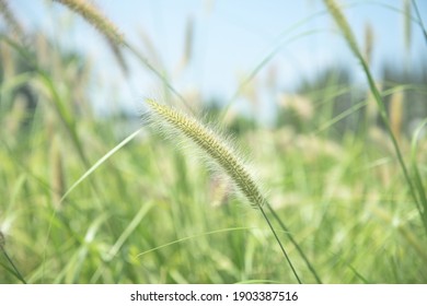 Common Weed Green Foxtail Close-up. Setaria Viridis, Green Bristlegrass