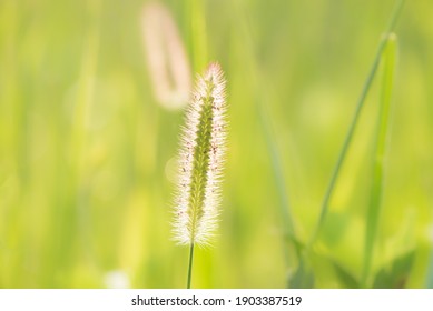 Common Weed Green Foxtail Close-up. Setaria Viridis, Green Bristlegrass