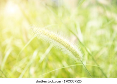 Common Weed Green Foxtail Close-up. Setaria Viridis, Green Bristlegrass