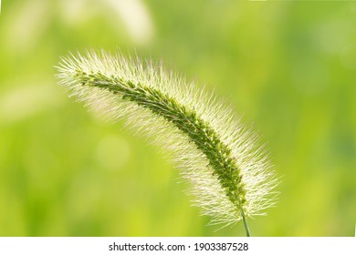 Common Weed Green Foxtail Close-up. Setaria Viridis, Green Bristlegrass