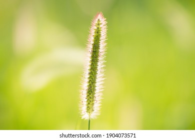 Common Weed Green Foxtail Close-up. Setaria Viridis, Green Bristlegrass