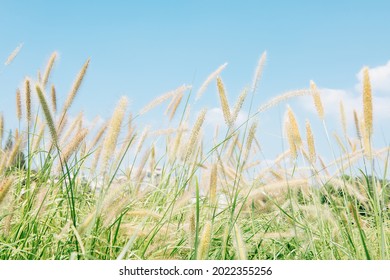 Common Weed Green Foxtail Close-up. Setaria Viridis, Green Bristlegrass