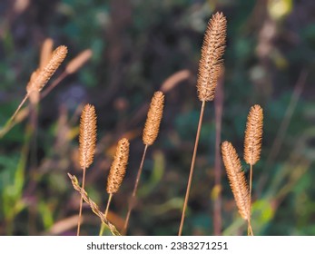 Common weed green foxtail close-up. Setaria viridis, green bristlegrass, and wild foxtail millet. - Powered by Shutterstock