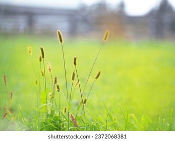 Common weed green foxtail close-up.setaria viridis, green bristle grass. setaria grassit is always background of nature in hokkaido. For use in illustrations Background image or copy space - Powered by Shutterstock