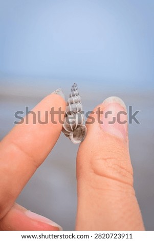 Common wentletrap shell in The Netherlands beach