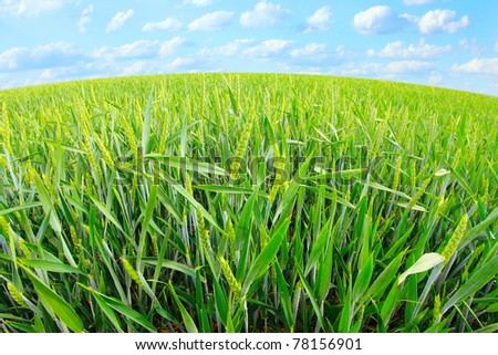 Similar – Image, Stock Photo agriculture Close-up