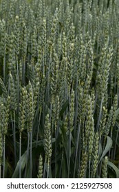 Common Wheat (Triticum Aestivum) Ears