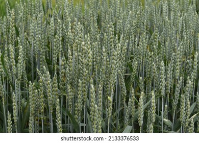 Common Wheat 'Triticum Aestivum' Field 