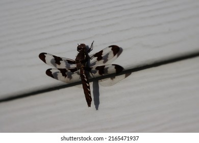 A Common Whitetail Dragonfly Resting On The Siding Of A House In Northern Westchester County, New York