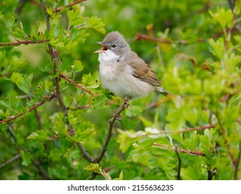 Common whitethroat, Curruca communis, single male singing on branch, Northumberland, May 2022