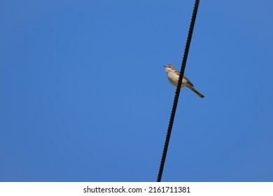 Common Whitethroat resting on a telephone wire