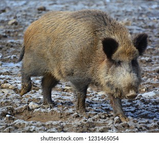 Common Wild Boar Pig Wild Boar Stock Photo 1231465054 | Shutterstock