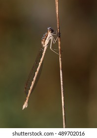 Common Winter Damsel