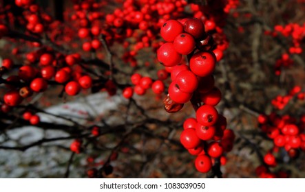 Common Winterberry Fruit 