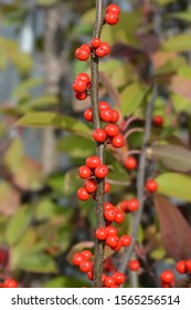 Common Winterberry - Latin Name - Ilex Verticillata