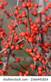 Common Winterberry - Latin Name - Ilex Verticillata