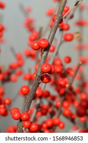 Common Winterberry - Latin Name - Ilex Verticillata