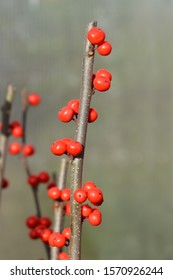 Common Winterberry - Latin Name - Ilex Verticillata