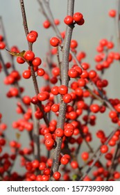 Common Winterberry - Latin Name - Ilex Verticillata