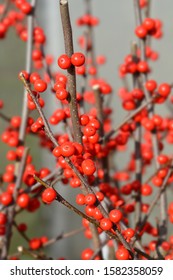 Common Winterberry - Latin Name - Ilex Verticillata