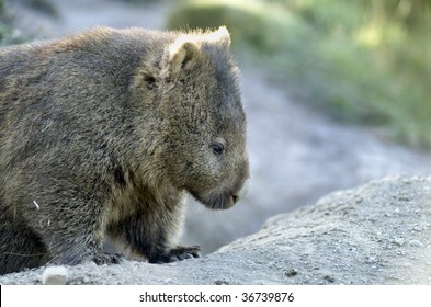 The Common Wombat Is Also Called The Coarse Haired Wombat, The Naked Nosed Wombat, The Forest Wombat, The Island Wombat, And The Tasmanian Wombat.