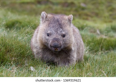 Common Wombat Feeding