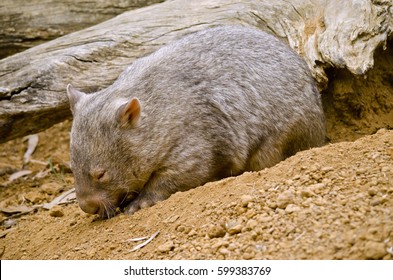 The Common Wombat Has Just Emerged From His Underground Hole