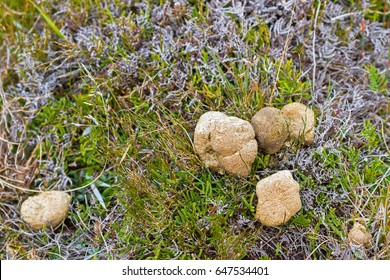 Common Wombat Leaving Poo, Feces On Green Grass At Cradle Mountain, Lake St Clair National Park. Autumn In Tasmania, Australia
