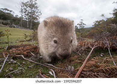 Common Wombat, Maria Island, Tasmania