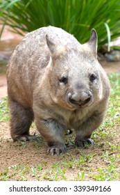 Common Wombat vombatus ursinus - Shutterstock ID 339349166