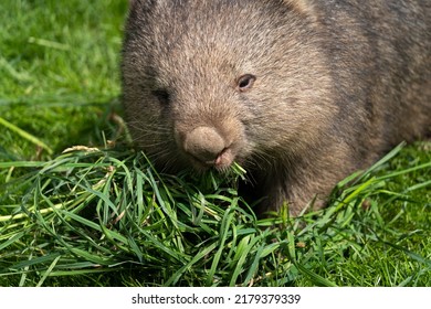 Common Wombat (Vombatus Ursinus) Feeding On The Grass - Detail On The Face