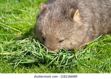 Common Wombat (Vombatus Ursinus) Feeding On The Grass - Detail On The Face