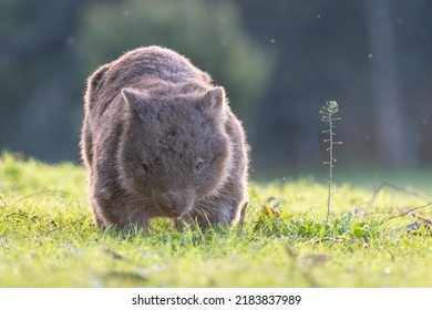 Common Wombat (Vombatus Ursinus) Feeding, Kangaroo Valley, NSW 