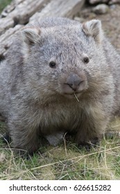 Common Wombat (Vombatus Ursinus) Feeding. Maria Island, Tasmania, Australia.