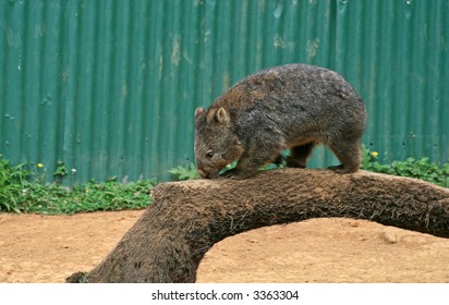 Common Wombat (Vombatus ursinus tasmaniensis)