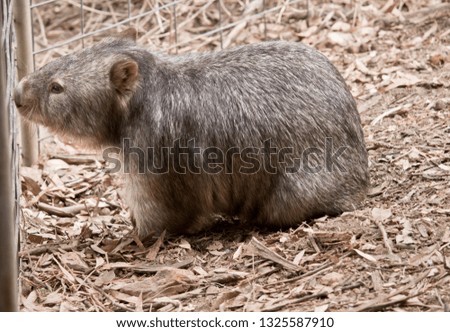 Similar – Image, Stock Photo nutria Nature Animal Pelt