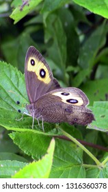 Common Wood Nymph Butterfly