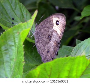 Common Wood Nymph Butterfly