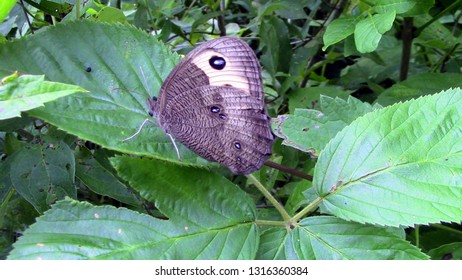 Common Wood Nymph Butterfly