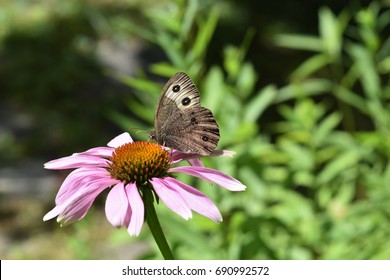 Common Wood Nymph Butterfly Feeding On Echinacea Flower