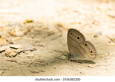 A Common Wood Nymph Butterfly In Nottinghill Woods