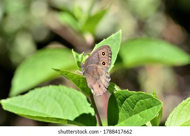 Common Wood Nymph Butterfly on leaf, with wings closed.