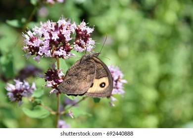 Common Wood Nymph Butterfly On Oregano Flower